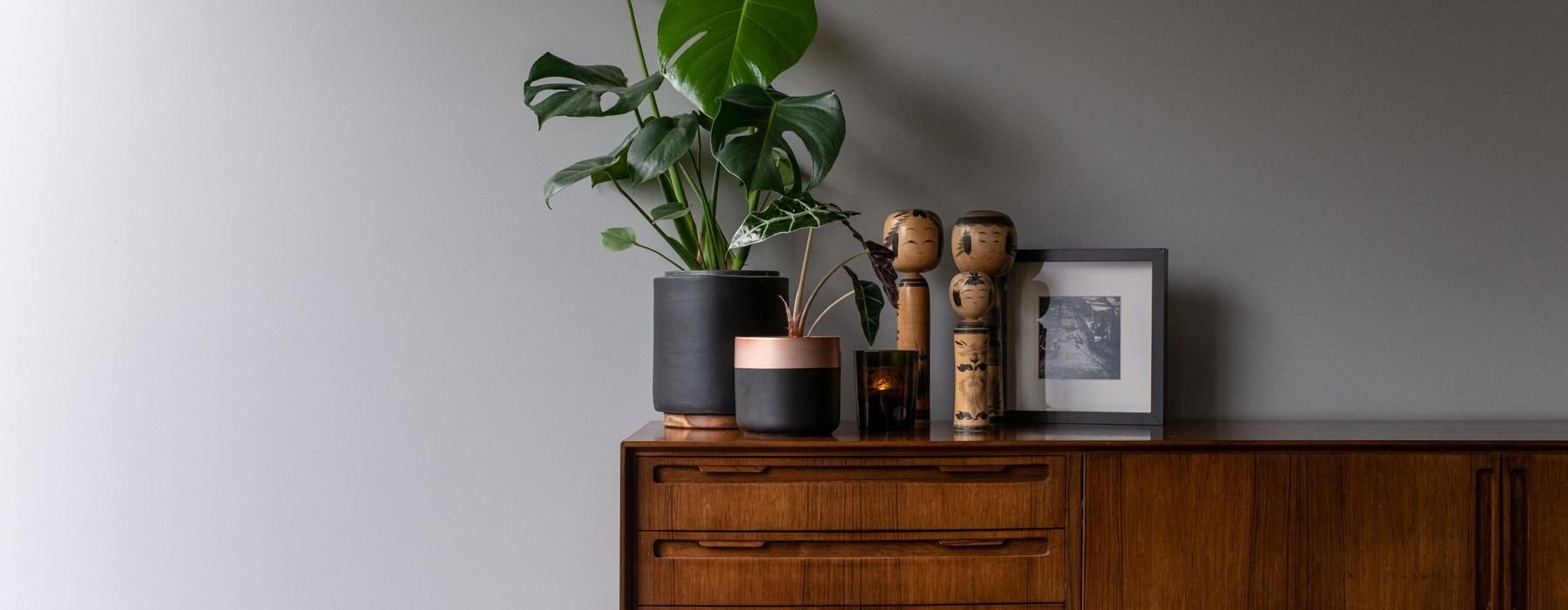 a plant on a dresser